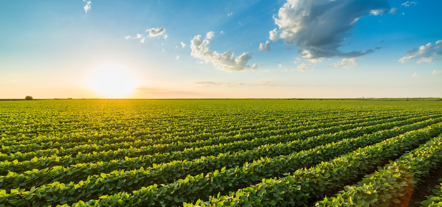 Soybean Field Stock3 1